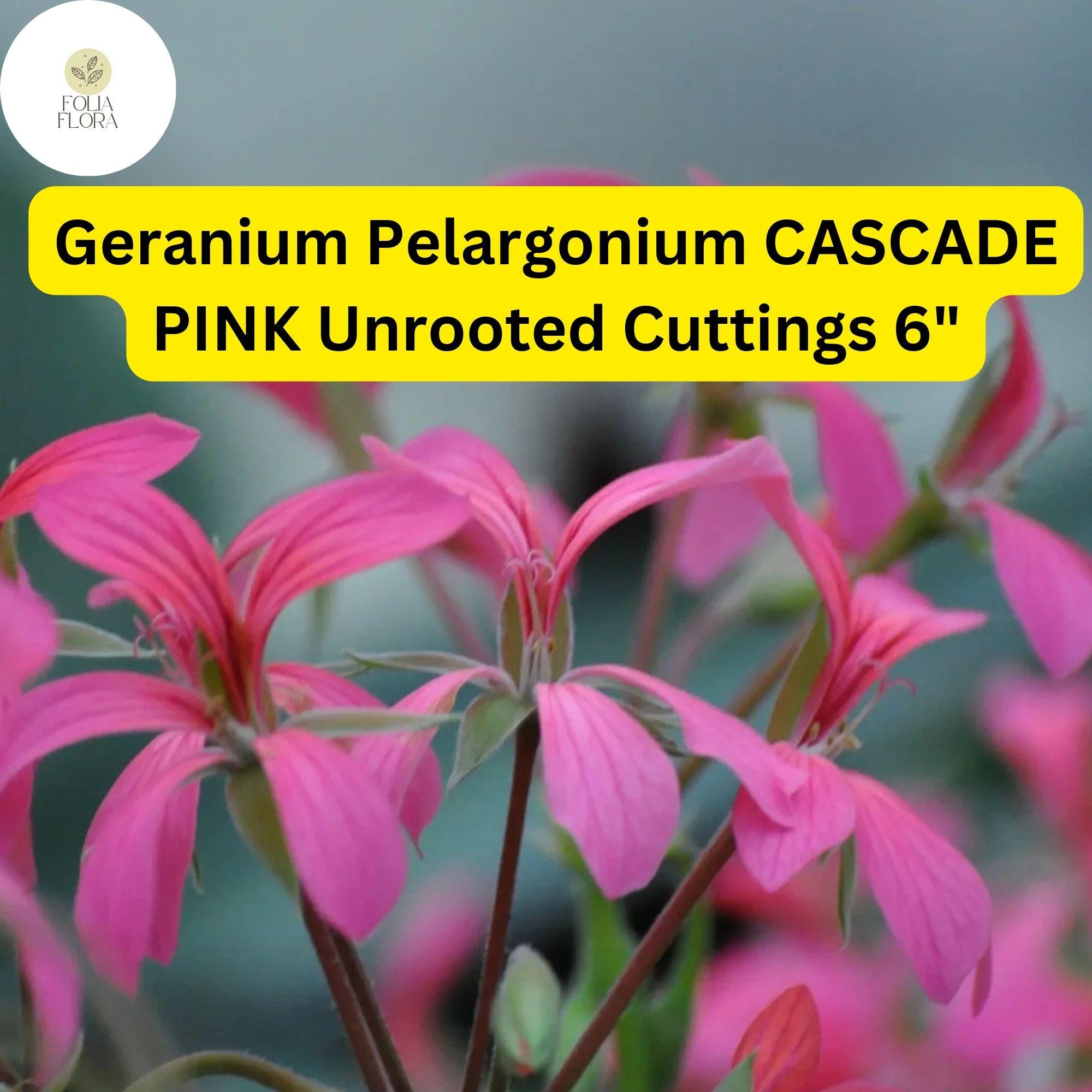 Geranium Pelargonium â€˜Cascade Pinkâ€™ | 3 Live 6â€ Unrooted Cuttings | Trailing Flowering Plant, Vibrant Blooms, Easy-Care