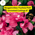 Bougainvillea â€˜Fuchsia Pinkâ€™ | 7 Live 6â€ Unrooted Cuttings | Fast-Growing, Drought-Tolerant, Vibrant Blooms, Climbing Vine, Easy-Care