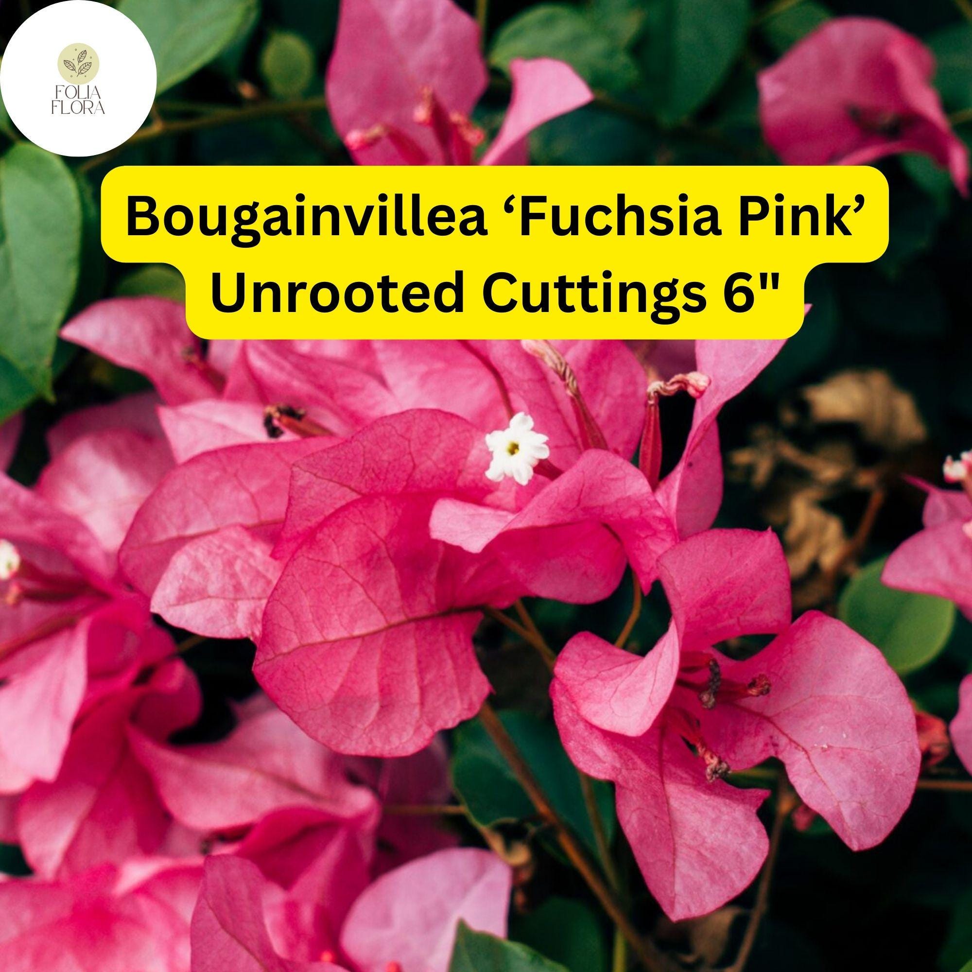 Bougainvillea â€˜Fuchsia Pinkâ€™ | 7 Live 6â€ Unrooted Cuttings | Fast-Growing, Drought-Tolerant, Vibrant Blooms, Climbing Vine, Easy-Care