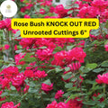 Knock Out Red Rose Cuttings | Disease-Resistant, Continuous Blooms