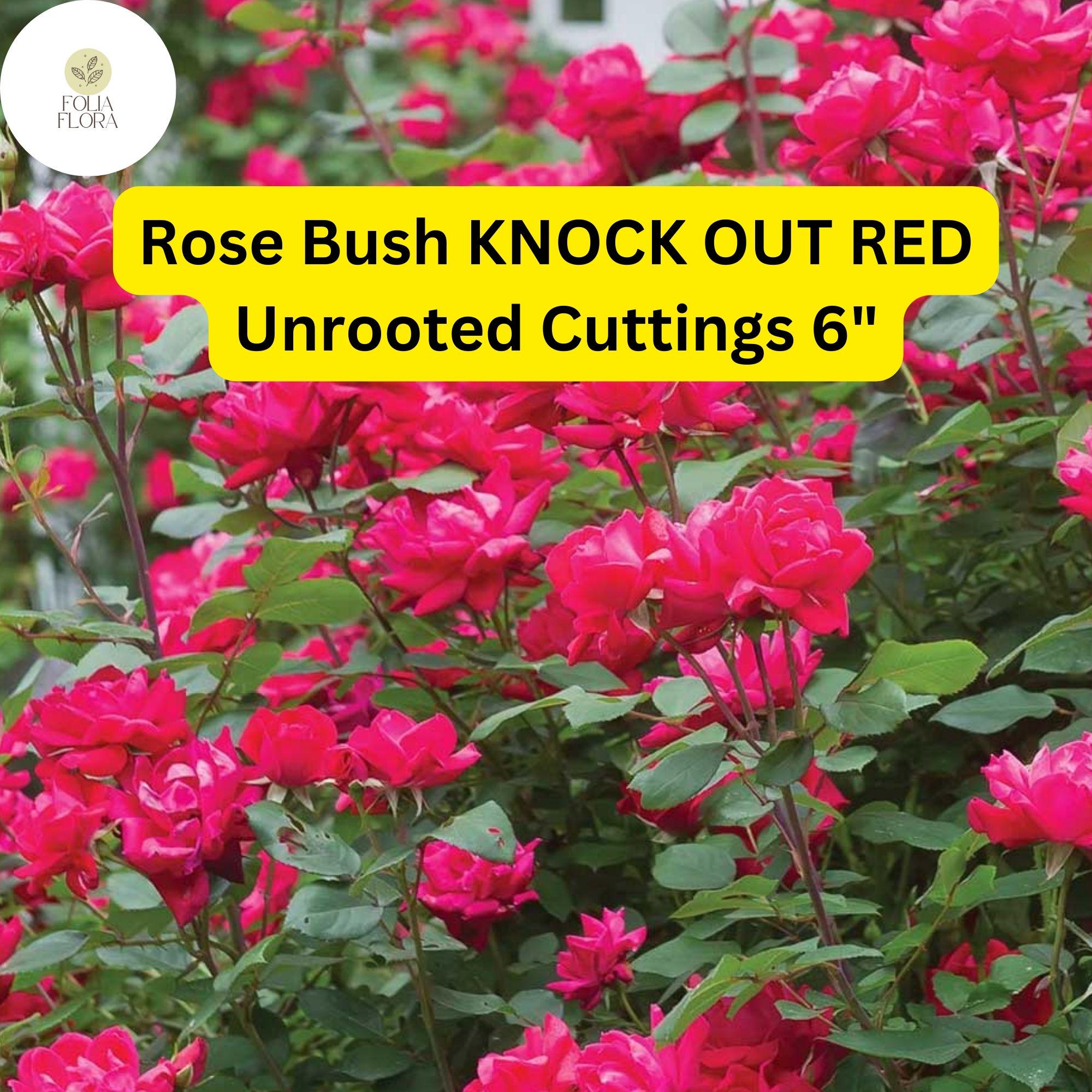 Knock Out Red Rose Cuttings | Disease-Resistant, Continuous Blooms