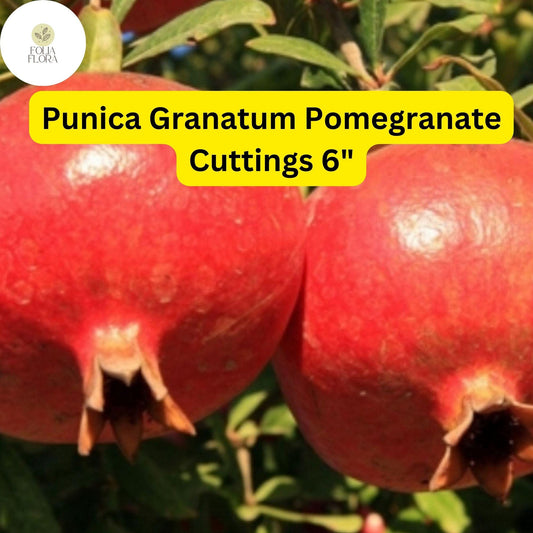 Pomegranate Tree Cuttings | 6-Inch Unrooted Stem | Punica Granatum | Drought-Tolerant Fruit-Bearing Plant
