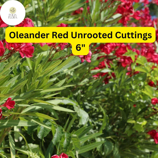 Red Oleander Cuttings - 7 Live 6” Unrooted Shrubs, Drought-Tolerant, Evergreen, Flowering Hedge Plant (Nerium Oleander)