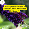 Buddleja Davidii | Purple Butterfly Bush | 7 Live 6â€ Unrooted Cuttings | Fast-Growing, Fragrant, Pollinator-Friendly Shrub
