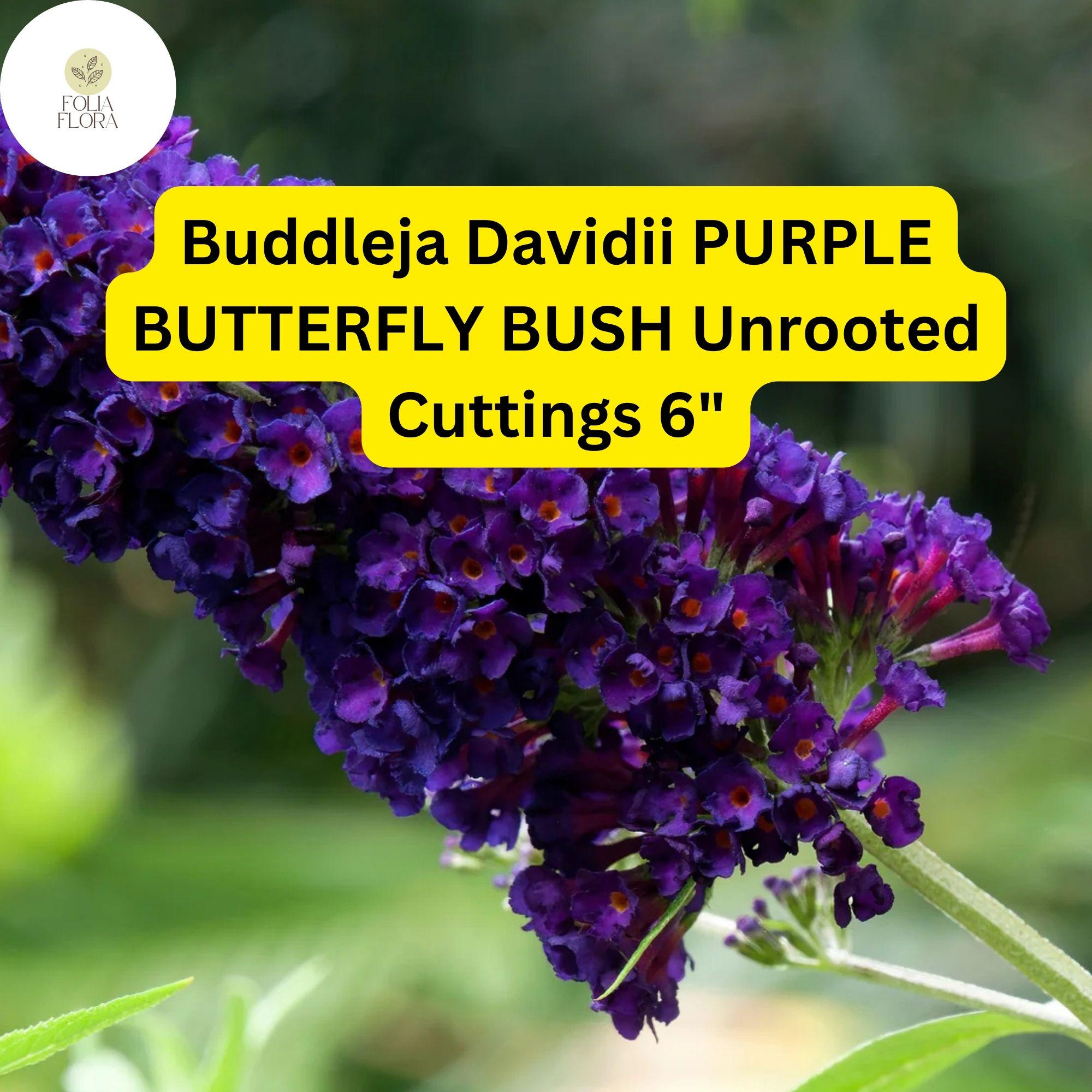 Buddleja Davidii | Purple Butterfly Bush | 7 Live 6â€ Unrooted Cuttings | Fast-Growing, Fragrant, Pollinator-Friendly Shrub