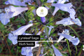 Lyreleaf Sage Seeds (Salvia lyrata) | 25 Seeds | Perennial Wildflower for Pollinators & Ground Cover