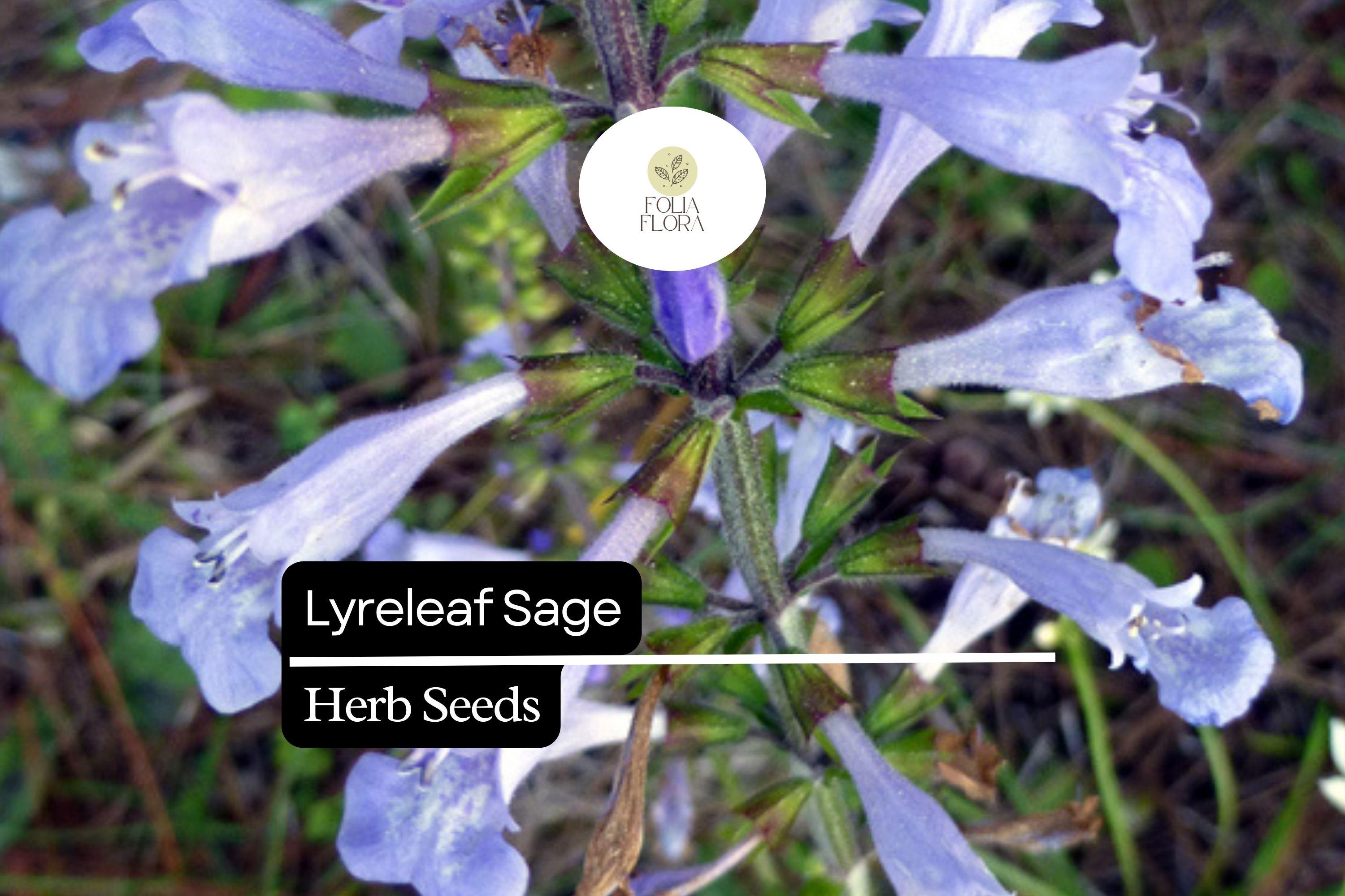 Lyreleaf Sage Seeds (Salvia lyrata) | 25 Seeds | Perennial Wildflower for Pollinators & Ground Cover