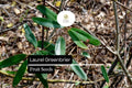 Laurel Greenbrier Seeds (Smilax laurifolia) | 5 Seeds | Hardy Vine for Wildlife & Natural Fencing
