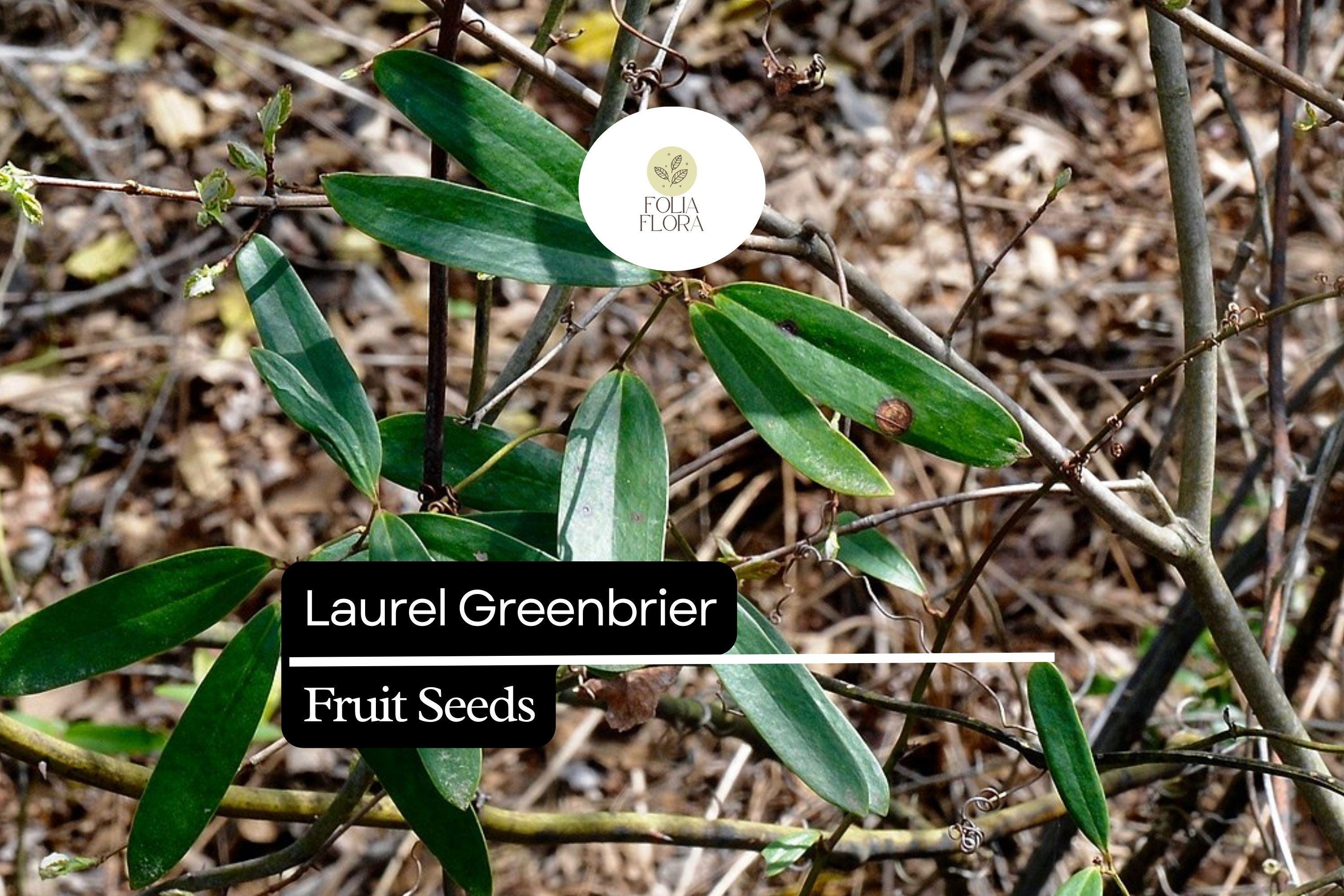 Laurel Greenbrier Seeds (Smilax laurifolia) | 5 Seeds | Hardy Vine for Wildlife & Natural Fencing