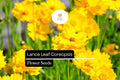Lance Leaf Coreopsis Seeds | Bright Yellow Wildflower, Pollinator Friendly (25 Seeds)