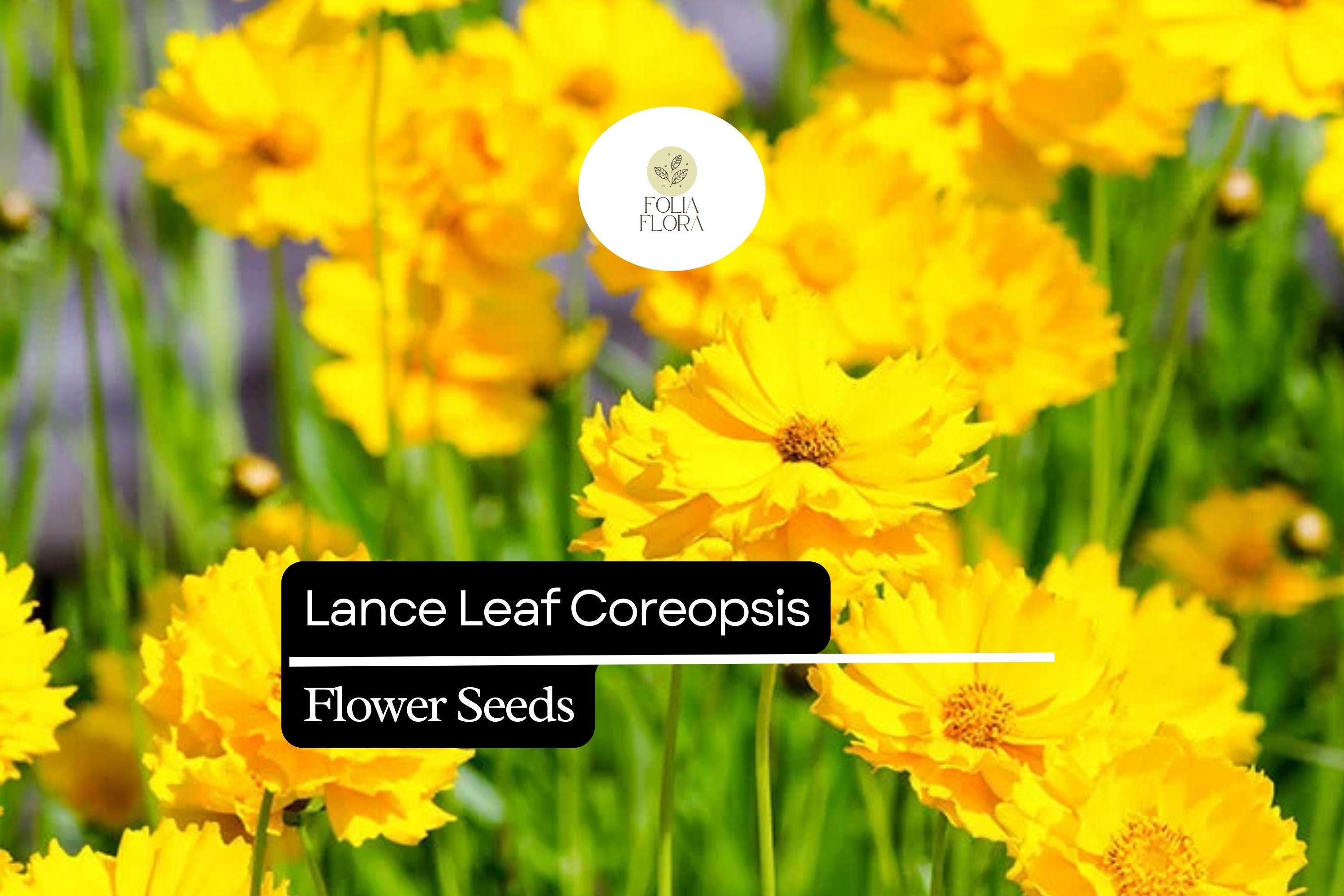 Lance Leaf Coreopsis Seeds | Bright Yellow Wildflower, Pollinator Friendly (25 Seeds)