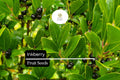 Inkberry Seeds (Ilex glabra) | 25 Seeds | Evergreen Shrub for Wildlife & Year-Round Interest