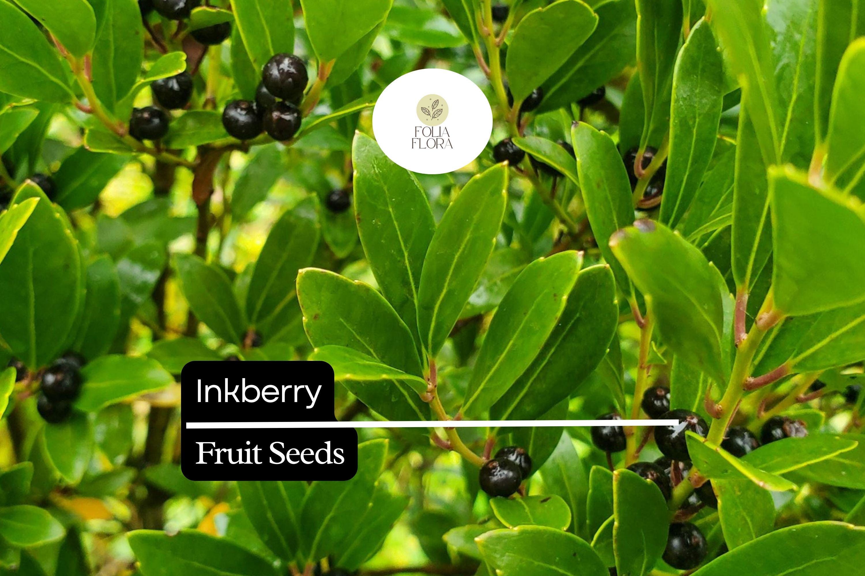 Inkberry Seeds (Ilex glabra) | 25 Seeds | Evergreen Shrub for Wildlife & Year-Round Interest