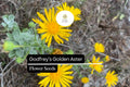 Godfreyâ€™s Golden Aster Seeds (Chrysopsis godfreyi) | 25 Seeds | Rare Native Wildflower for Pollinators