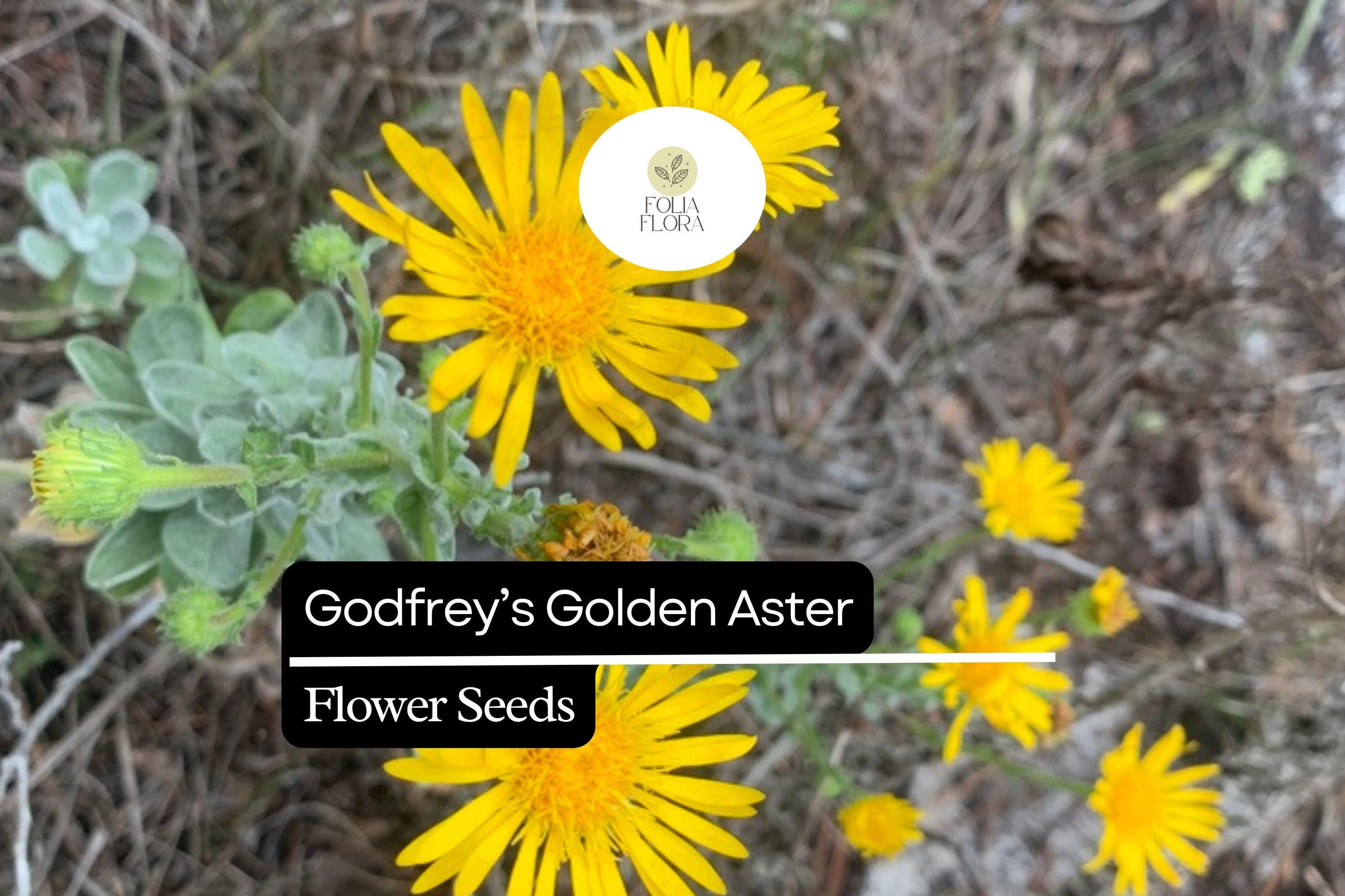 Godfreyâ€™s Golden Aster Seeds (Chrysopsis godfreyi) | 25 Seeds | Rare Native Wildflower for Pollinators