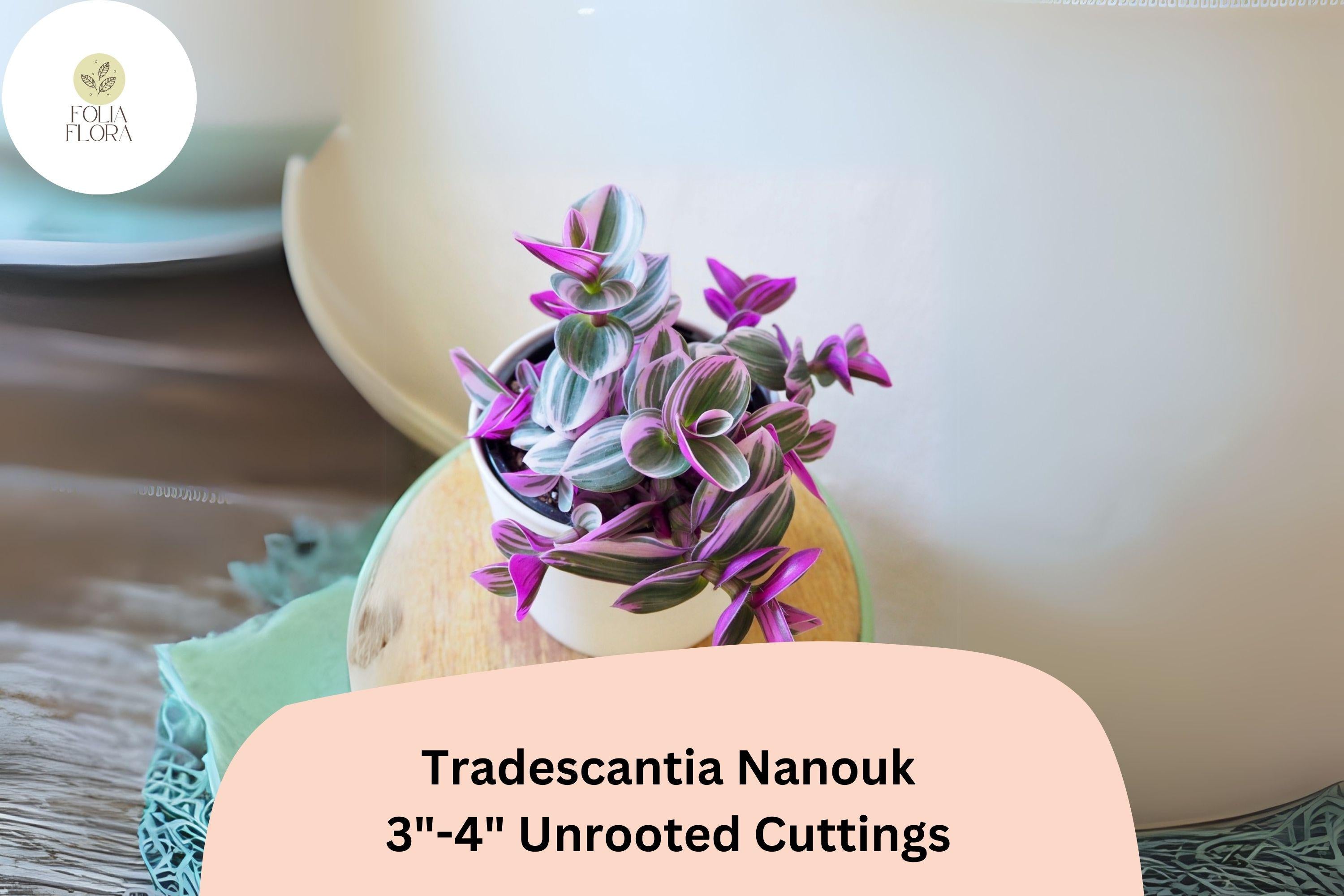 3 Unrooted Tradescantia Nanouk Cuttings 3â€-4â€ | Rare Pink Wandering Jew | Easy Houseplant