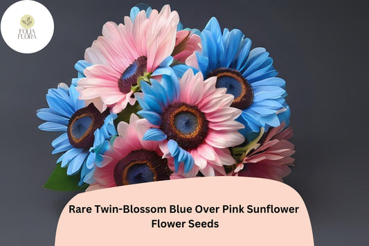50pcs Rare Twin-Blossom Blue Over Pink Sunflower Seeds | Unique Bicolor Helianthus