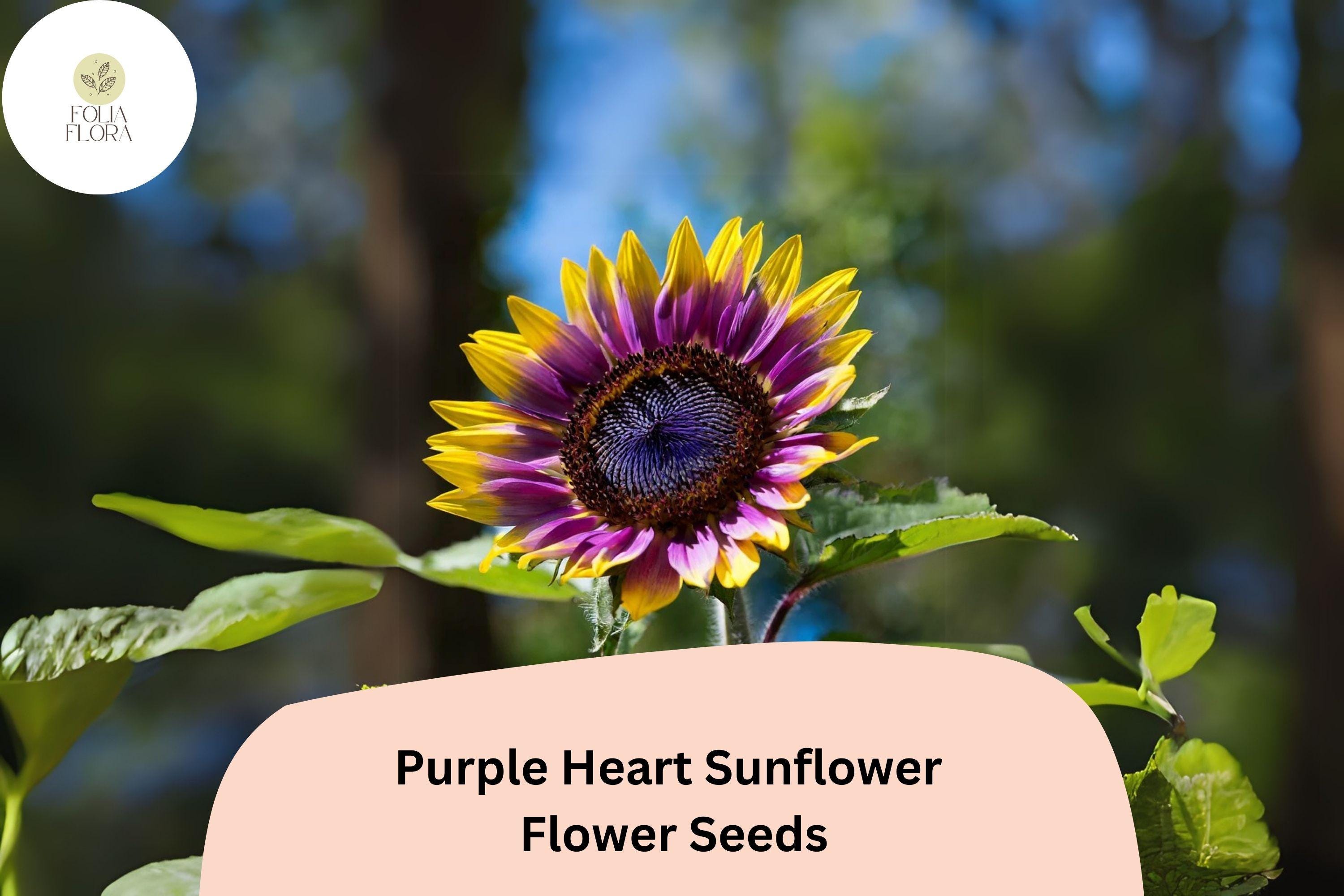 50pcs Rare Purple Heart Sunflower Seeds | Unique Helianthus with Deep Purple Center