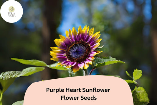 50pcs Rare Purple Heart Sunflower Seeds | Unique Helianthus with Deep Purple Center