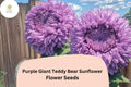 50pcs Rare Purple Giant Teddy Bear Sunflower Seeds | Fluffy & Unique Sunflowers