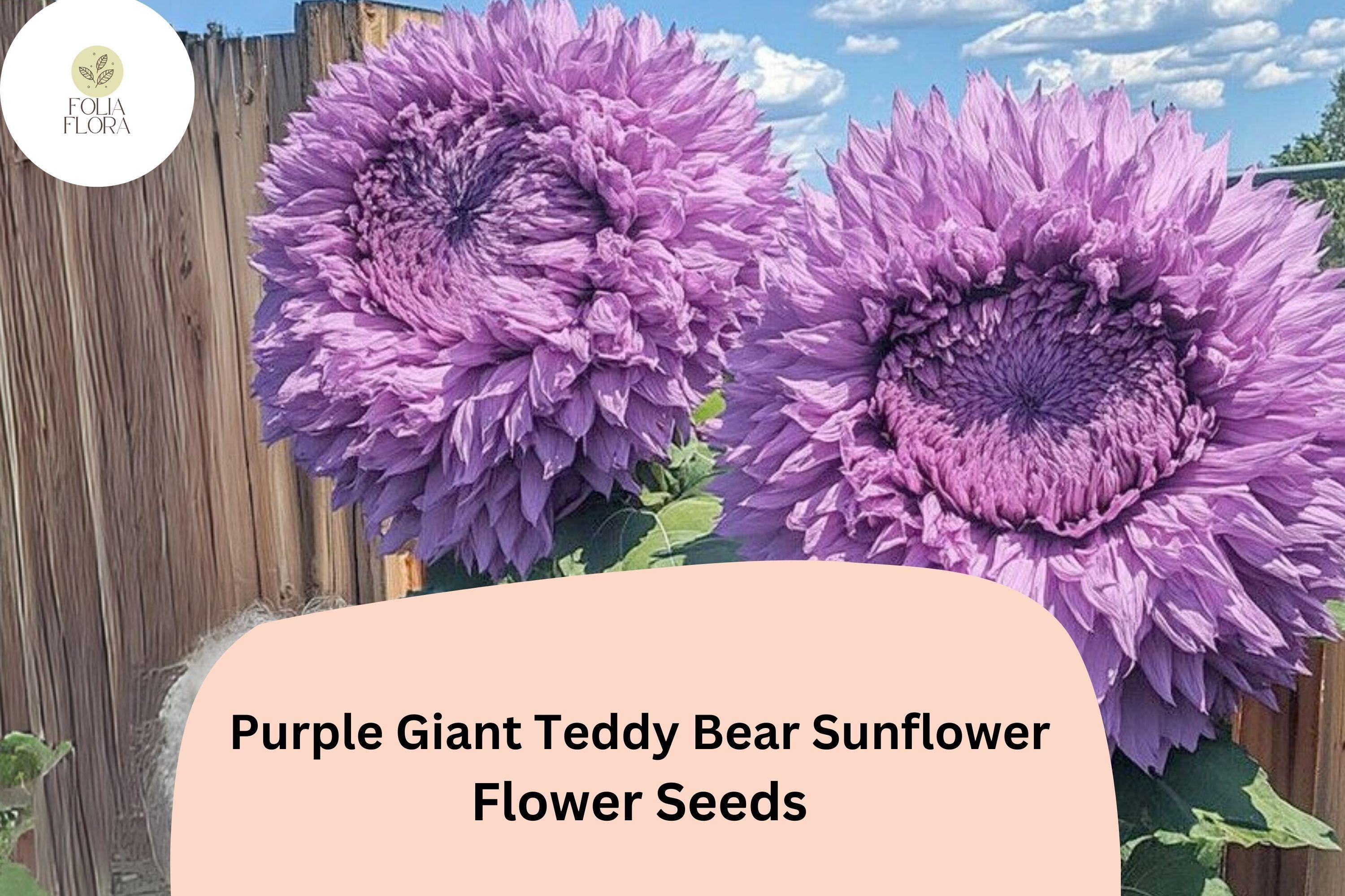 50pcs Rare Purple Giant Teddy Bear Sunflower Seeds | Fluffy & Unique Sunflowers