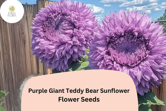50pcs Rare Purple Giant Teddy Bear Sunflower Seeds | Fluffy & Unique Sunflowers