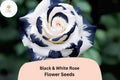 20 Black & White Rose Seeds â€“ Rare Two-Tone Perennial Flower
