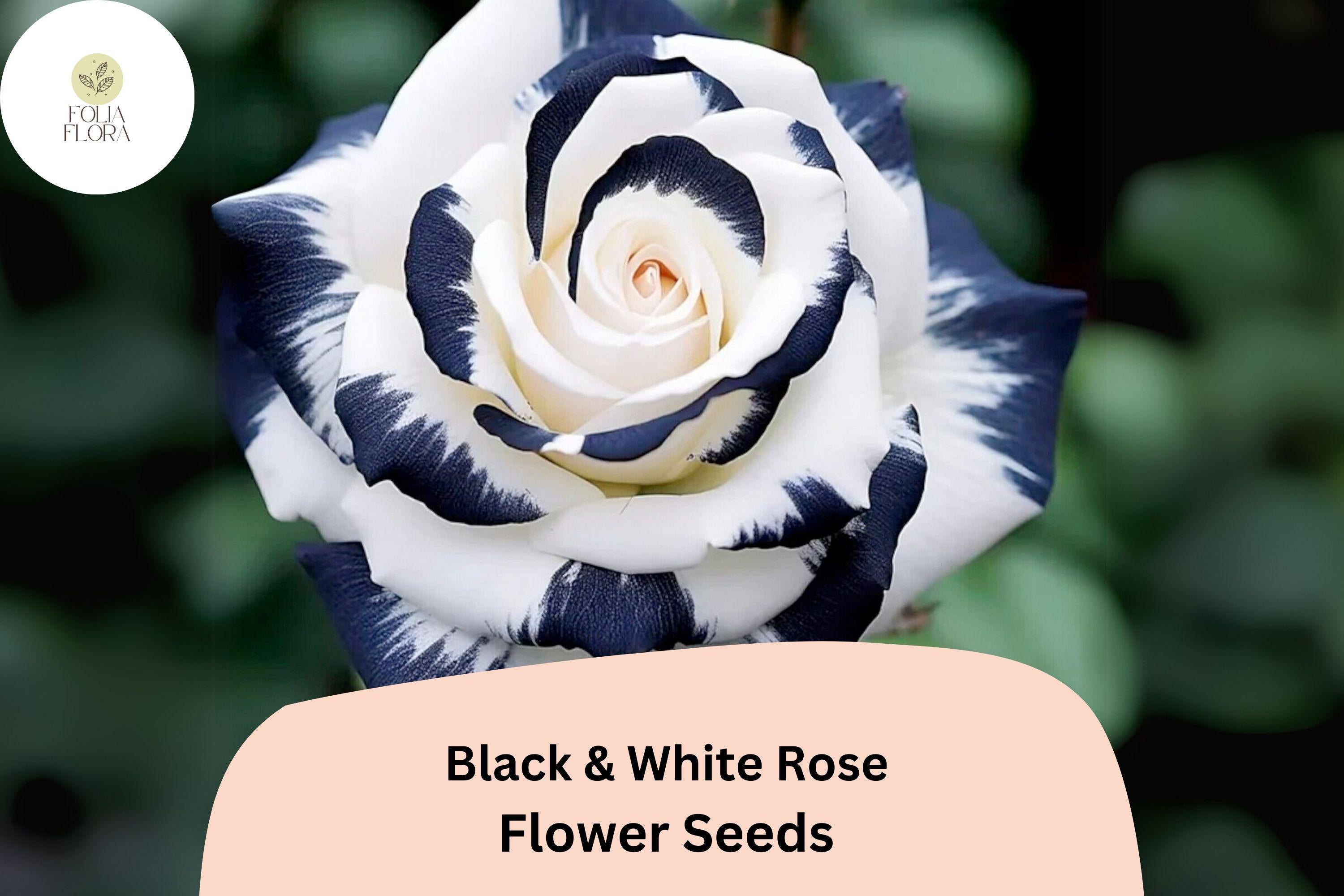 20 Black & White Rose Seeds â€“ Rare Two-Tone Perennial Flower