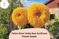 Giant Teddy Bear Sunflower Seeds â€“ Rare Yellow Blooms, Easy Grow (50pcs)