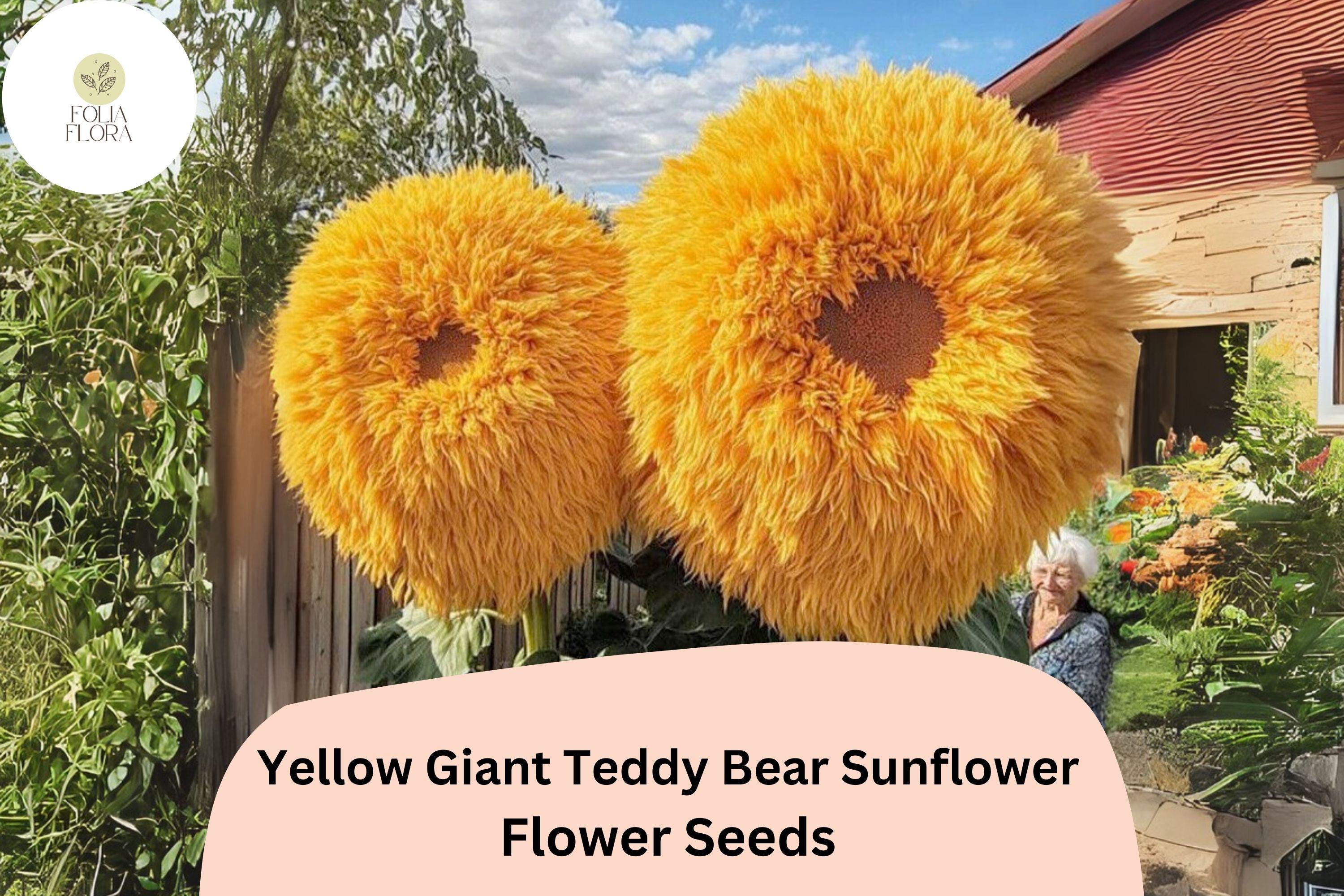 Giant Teddy Bear Sunflower Seeds â€“ Rare Yellow Blooms, Easy Grow (50pcs)