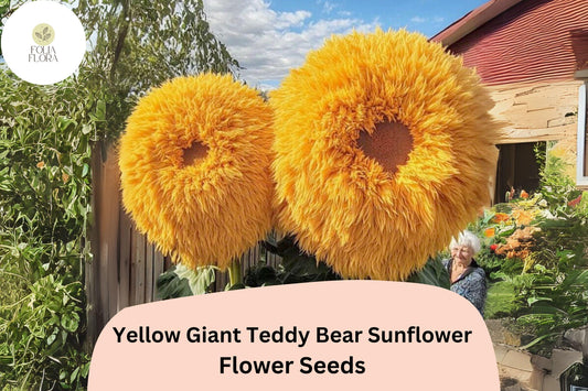 Giant Teddy Bear Sunflower Seeds â€“ Rare Yellow Blooms, Easy Grow (50pcs)