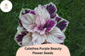 Purple Beauty Calathea Seeds | Exotic Tropical Foliage (25+ Seeds)