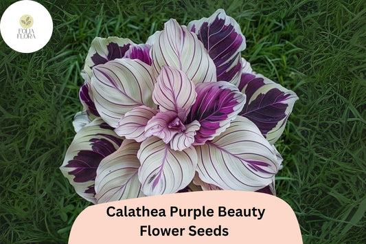 Purple Beauty Calathea Seeds | Exotic Tropical Foliage (25+ Seeds)