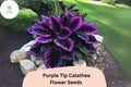Purple Tip Calathea Seeds | Exotic Tropical Foliage, 25+ Seeds