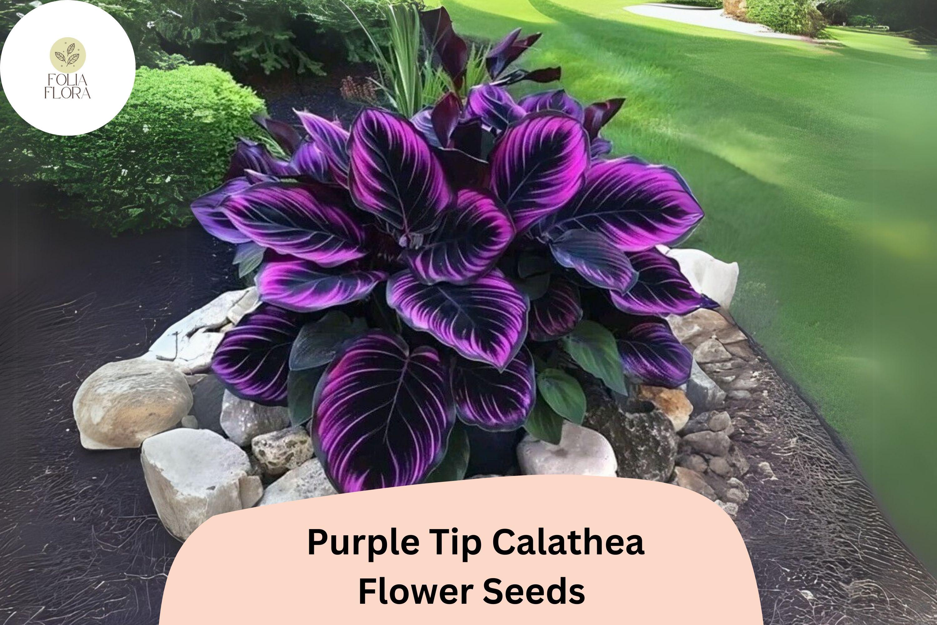 Purple Tip Calathea Seeds | Exotic Tropical Foliage, 25+ Seeds