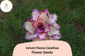 Velvet Flame Calathea Seeds | Exotic Tropical Foliage Plant (25+ Seeds)
