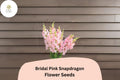 Bridal Pink Snapdragon Seeds | Pastel Blooms, Pollinator Garden