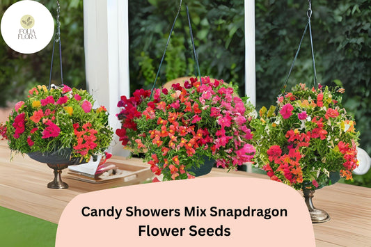 Candy Showers Snapdragon Seeds | Trailing Blooms for Hanging Baskets