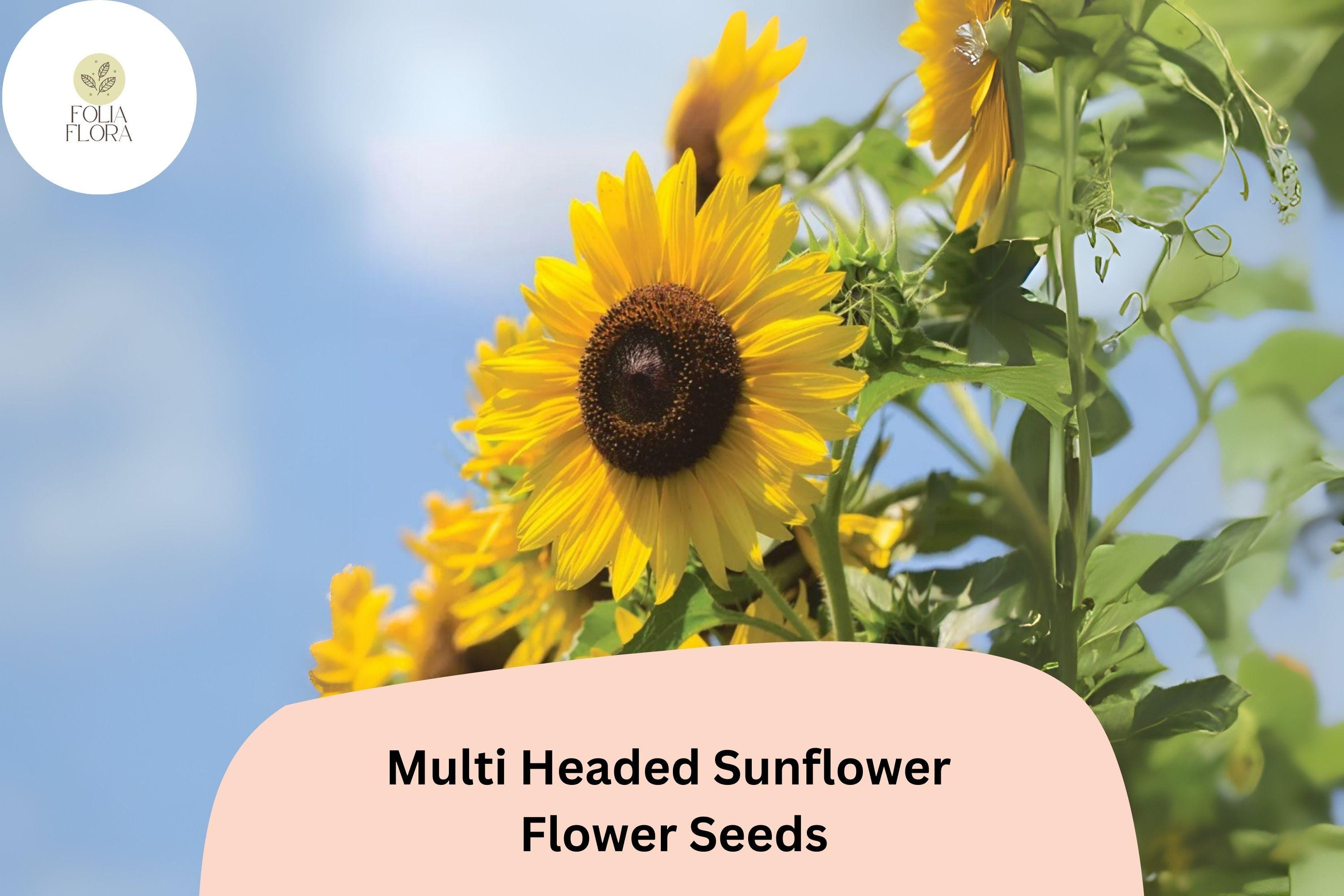 Multi-Headed Sunflower Seeds | Rare Blooms, Easy to Grow (50pcs)