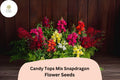 Candy Tops Snapdragon Seeds | Vibrant Blooms, Garden & Containers (1000+ Seeds)