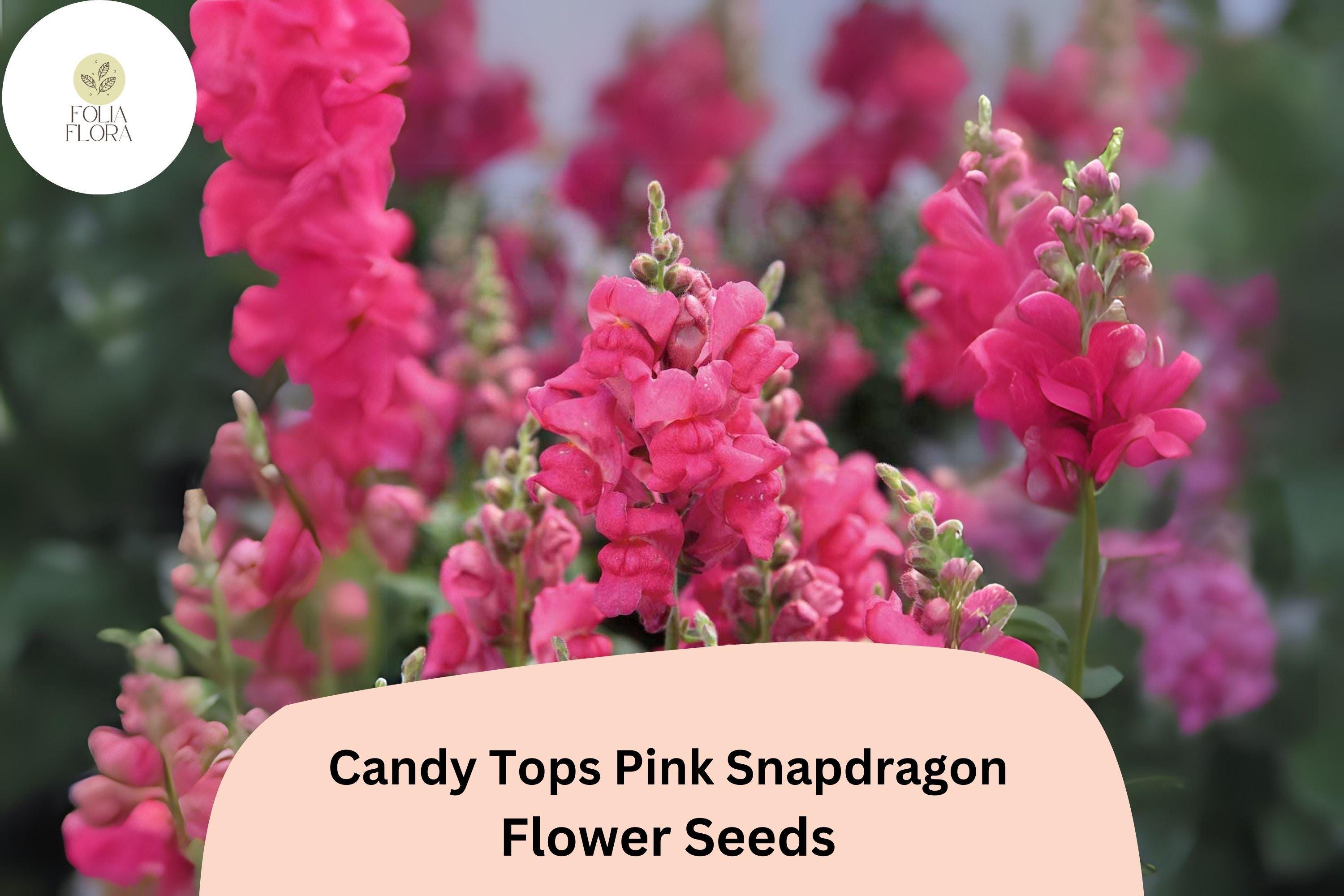 Pink Snapdragon Seeds | Candy Tops Dwarf Antirrhinum - 1000+ Seeds