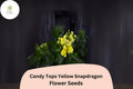 Candy Tops Yellow Snapdragon Seeds | Dwarf, Pollinator-Friendly Blooms