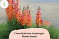 Chantilly Bronze Snapdragon Seeds | Tall Peach, Orange Blooms