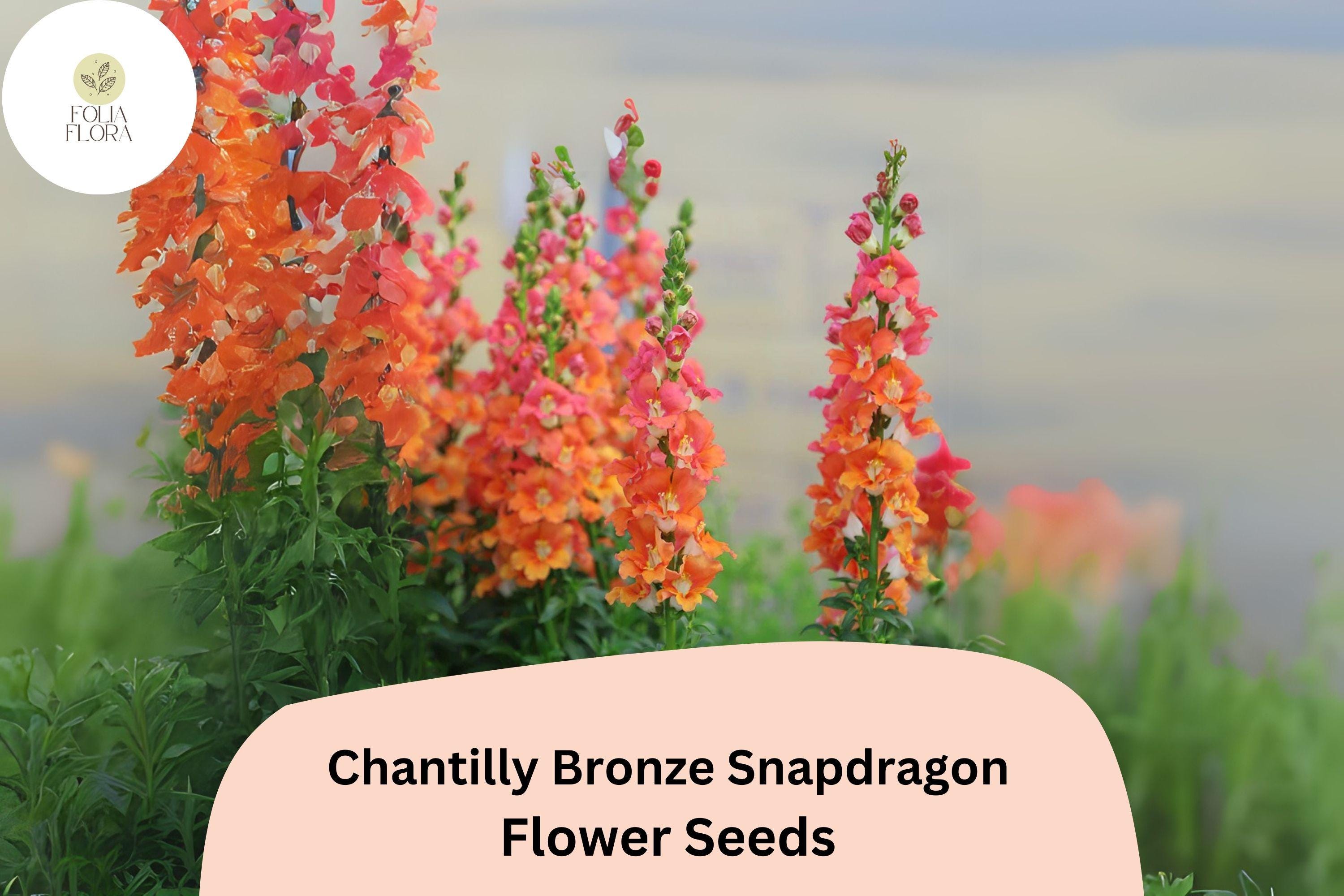 Chantilly Bronze Snapdragon Seeds | Tall Peach, Orange Blooms