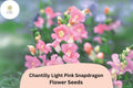 Chantilly Light Pink Snapdragon Seeds | Tall, Fragrant Blooms