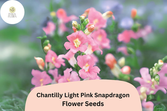 Chantilly Light Pink Snapdragon Seeds | Tall, Fragrant Blooms