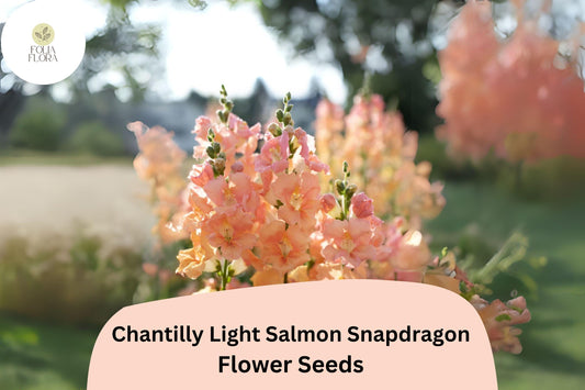 Chantilly Light Salmon Snapdragon Seeds | Fragrant Peachy-Pink Blooms