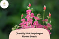 Chantilly Pink Snapdragon Seeds | Tall, Fragrant, Pollinator-Friendly Annual | Antirrhinum majus | 1000+ Seeds