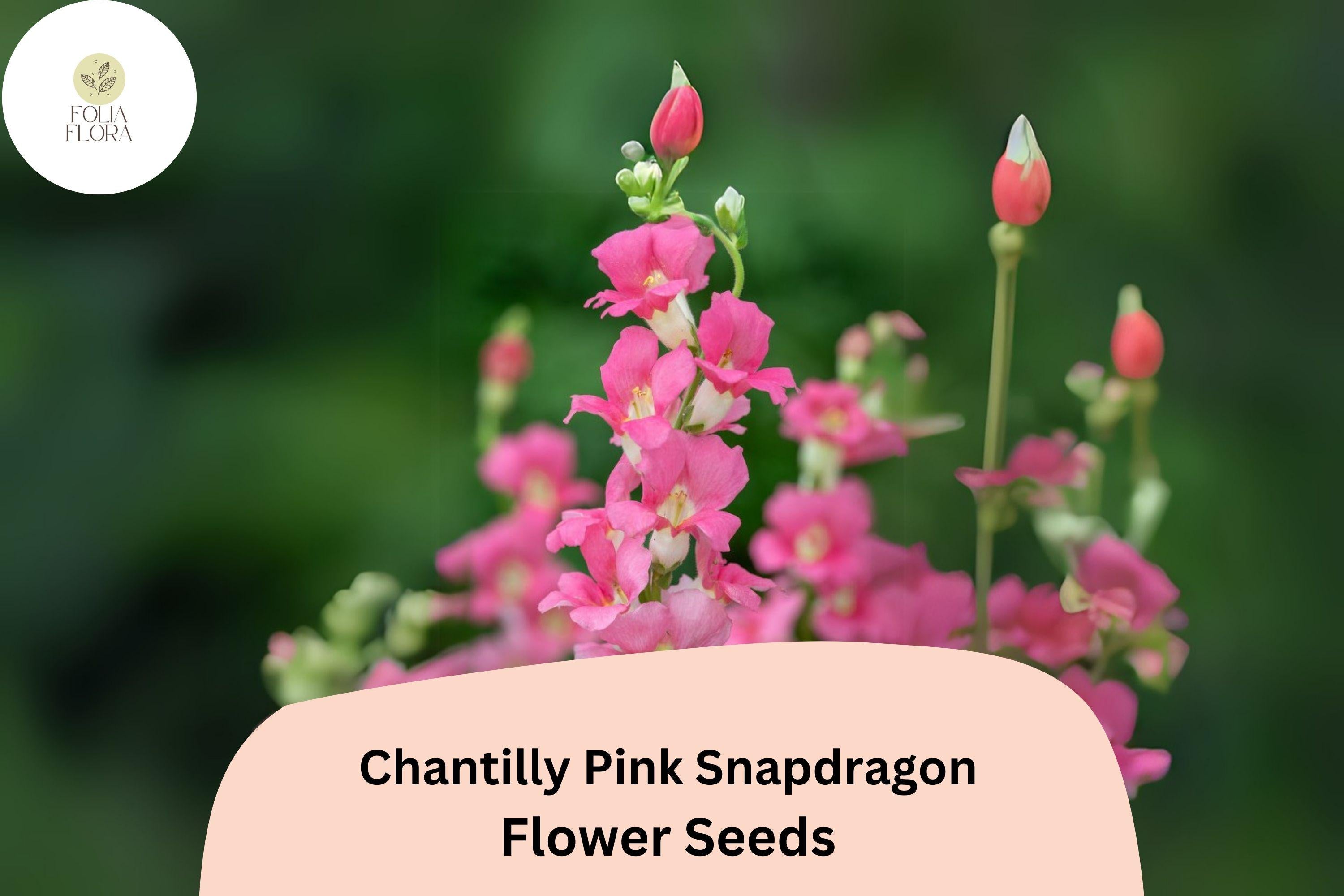 Chantilly Pink Snapdragon Seeds | Tall, Fragrant, Pollinator-Friendly Annual | Antirrhinum majus | 1000+ Seeds