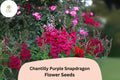 Chantilly Purple Snapdragon Seeds | Tall, Fragrant Blooms (1000+ Seeds)